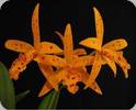 Bc. Sun Mei Gold Elsie May HCC/AOS
